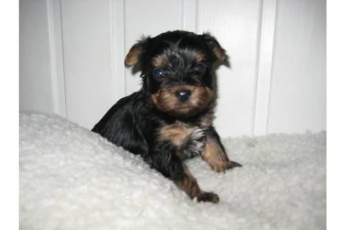 {_wir_haben_wunderschoene_yorkshire_terrier_welpen_abzugeb_2